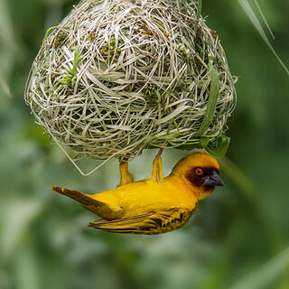Debre Zeit - Vitelline masked weaver